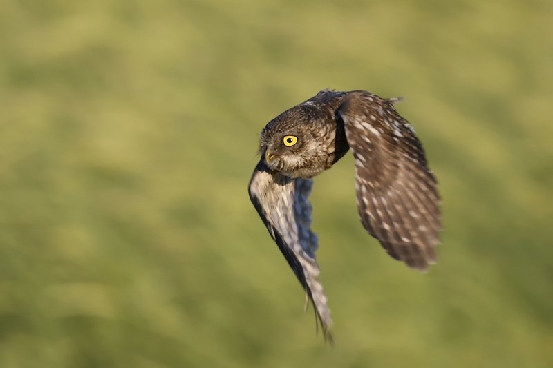 птицы birds Athene noctua фото превью
