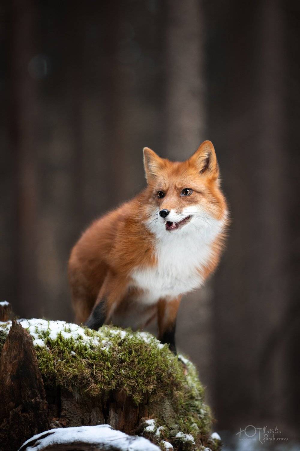 , Наталия Поникарова