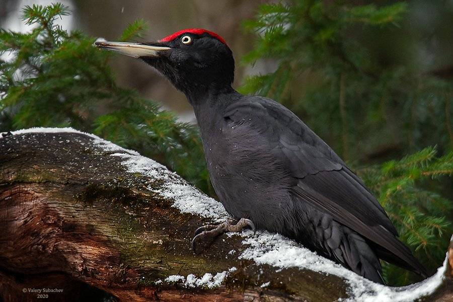 , Валерий Субачев