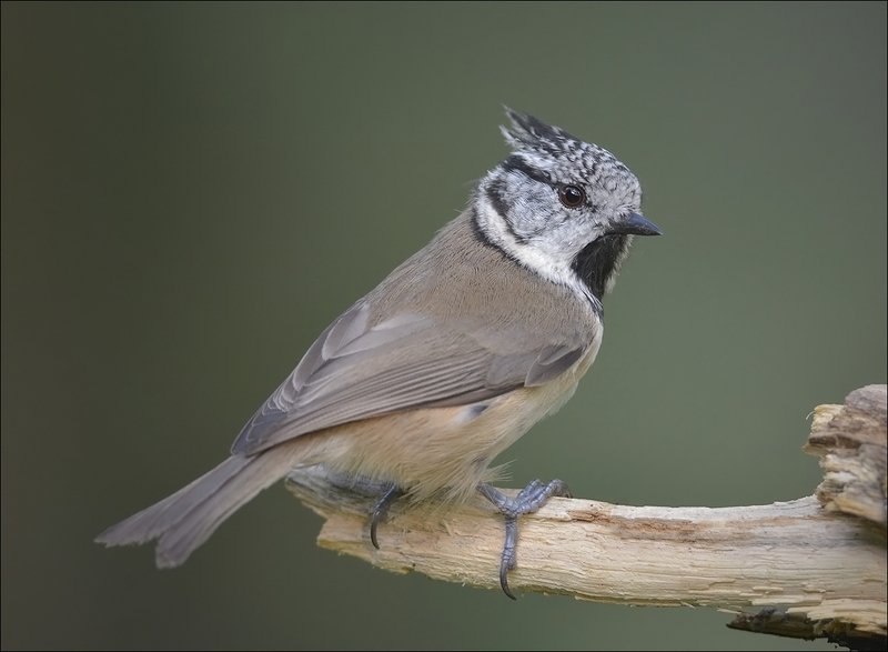 гренадёрка Гренадёрка фото превью