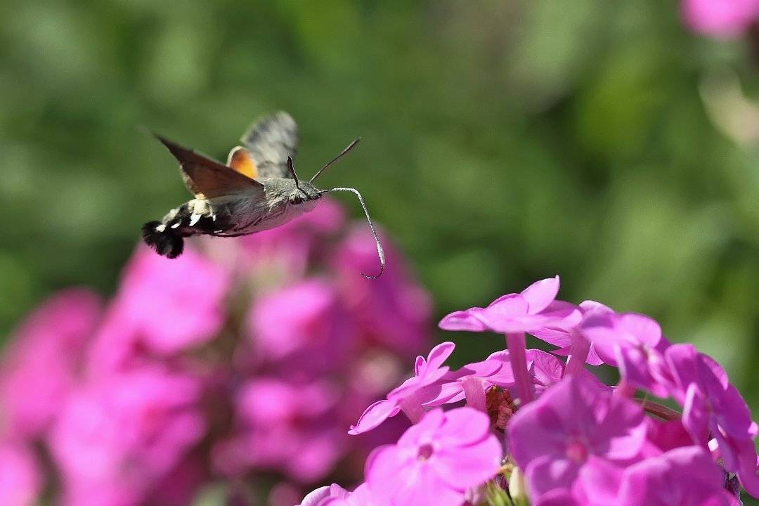 , Сергей Фудиненко