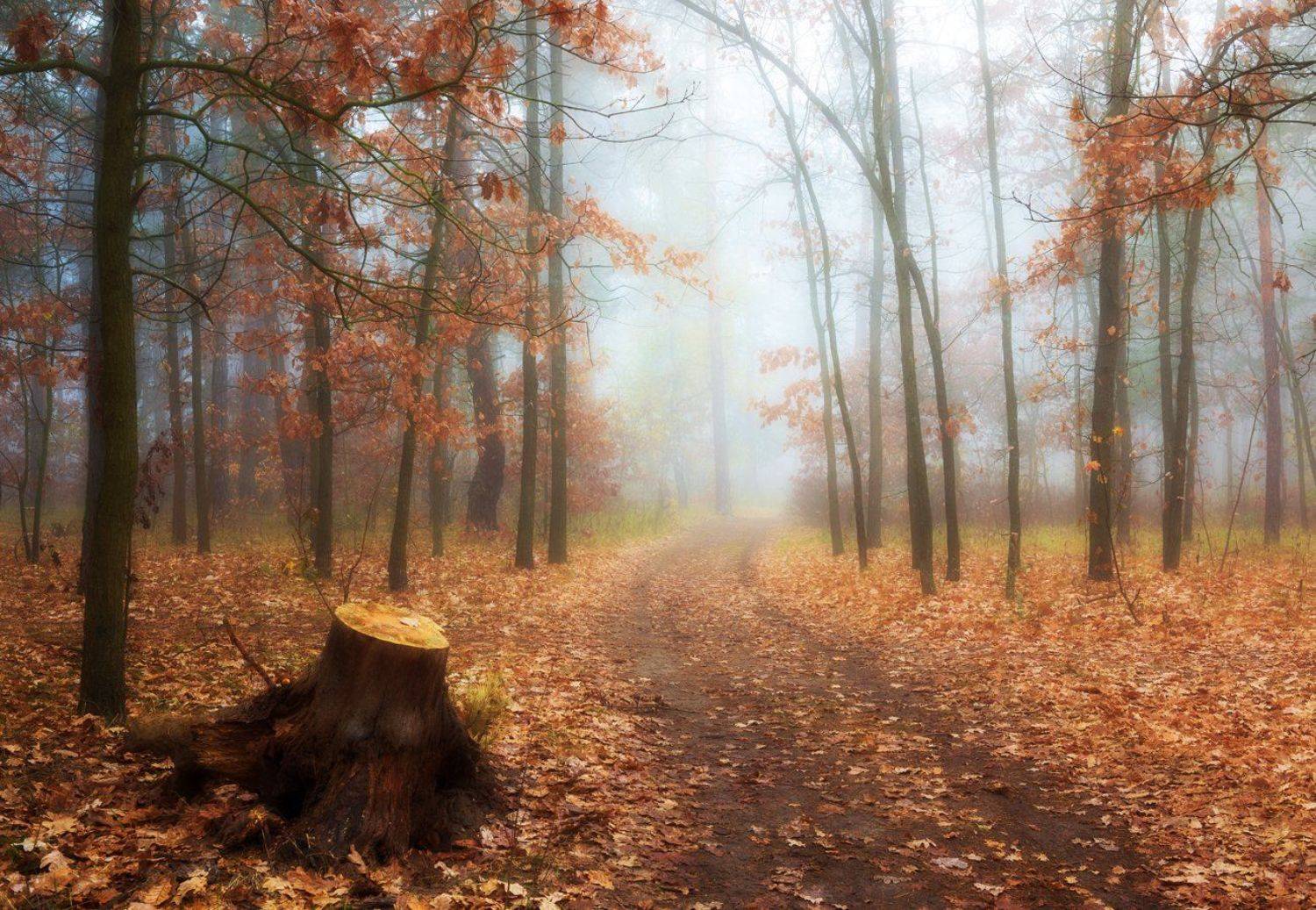 лес, осень, октябрь, утро, рассвет, туман, белый, Галанзовская Оксана