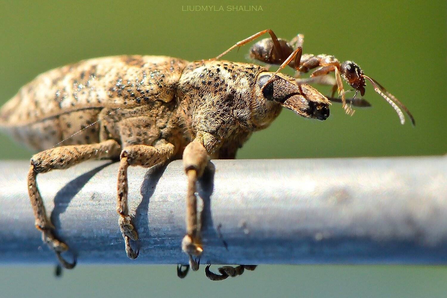 долгоносик , муравей , верховая езда , лето, Людмила Шалина