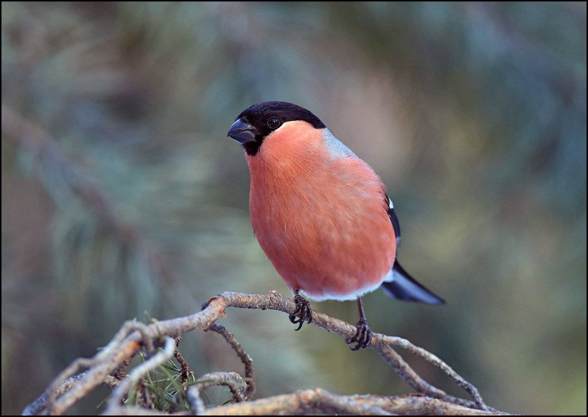 снегирь,самец,бор,зима, Иван