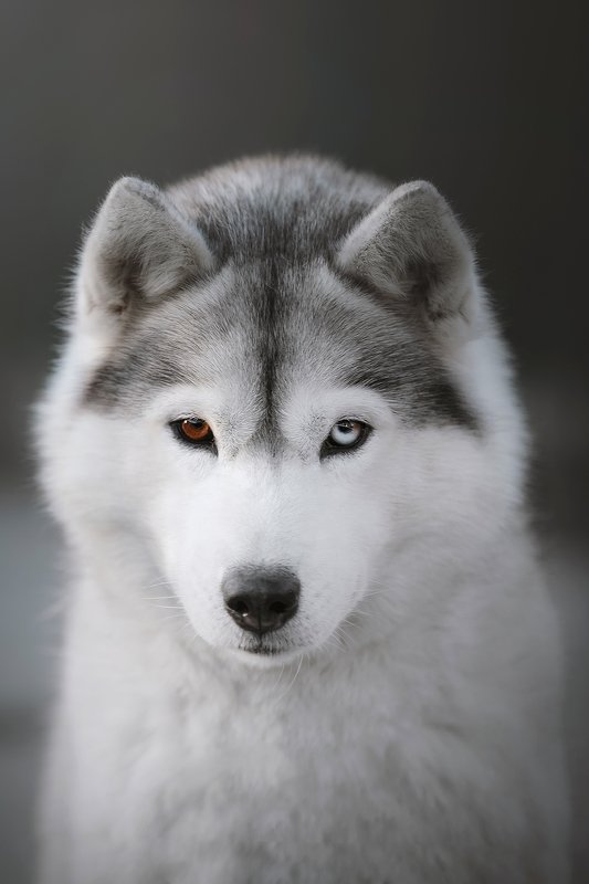 сибирский хаски Avrora фото превью