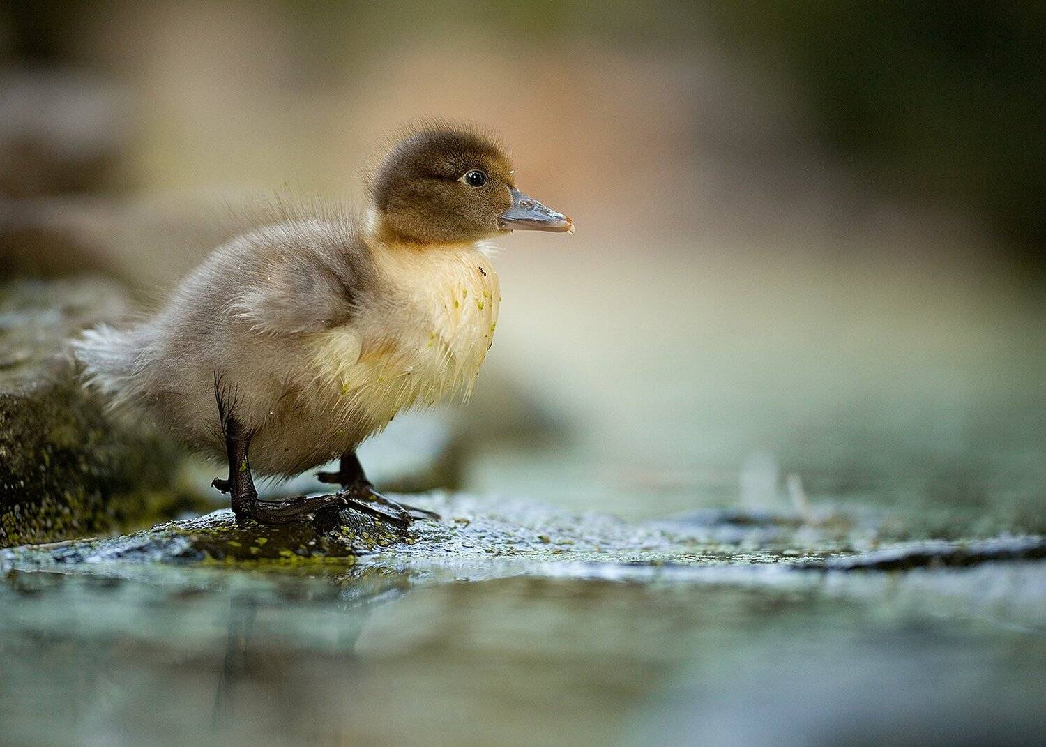 , Robert Adamec