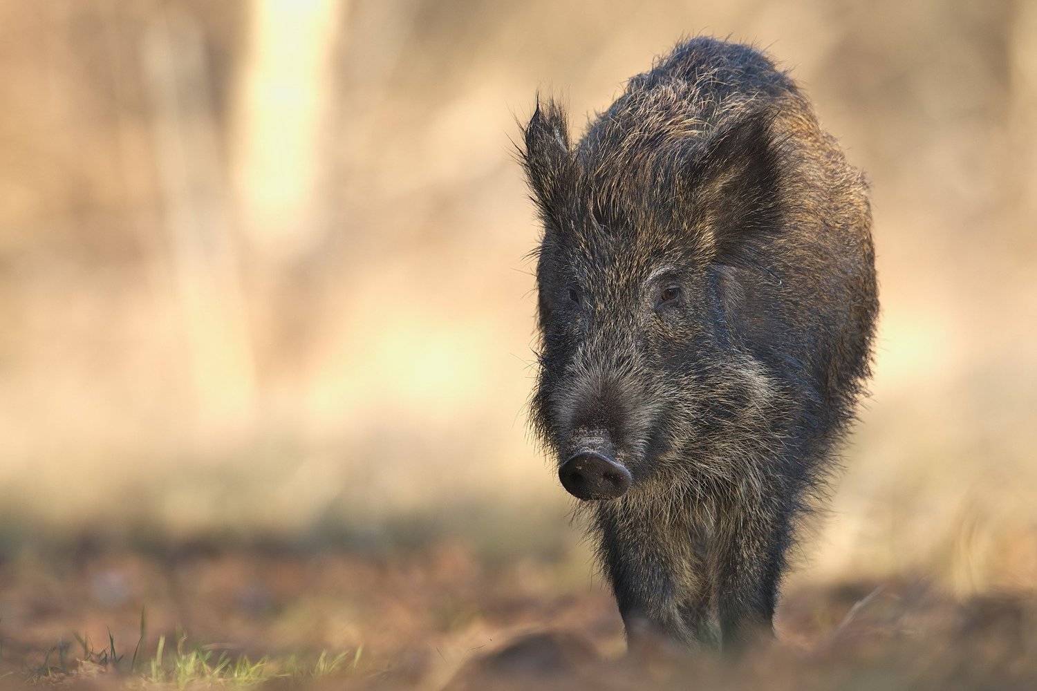 , Piotr Blachliński