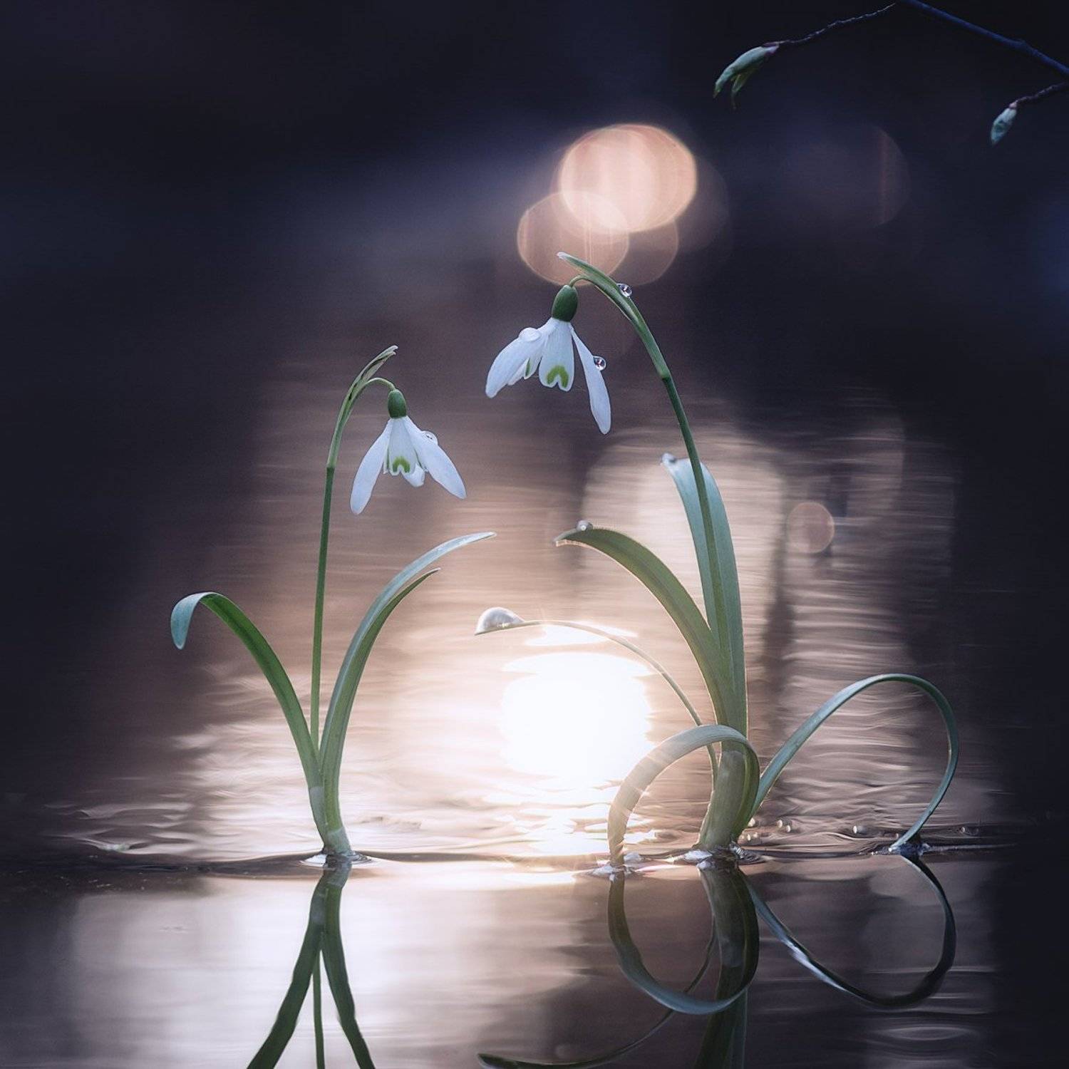 украина, коростышев, макро, макро мир, весна, трогательно, нежность, двое, макро красота, волшебство, сказка, следы, ножки, сердце, любовь, зеленый, фон, жизнь, мечта, макро истории, гармония, фотограф, чорный,, Александр Чорный