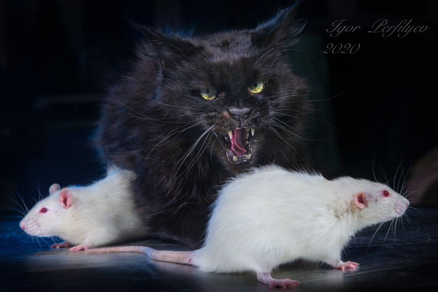 , игорь перфильев