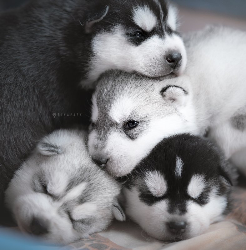 хаски, щенки puppies! фото превью