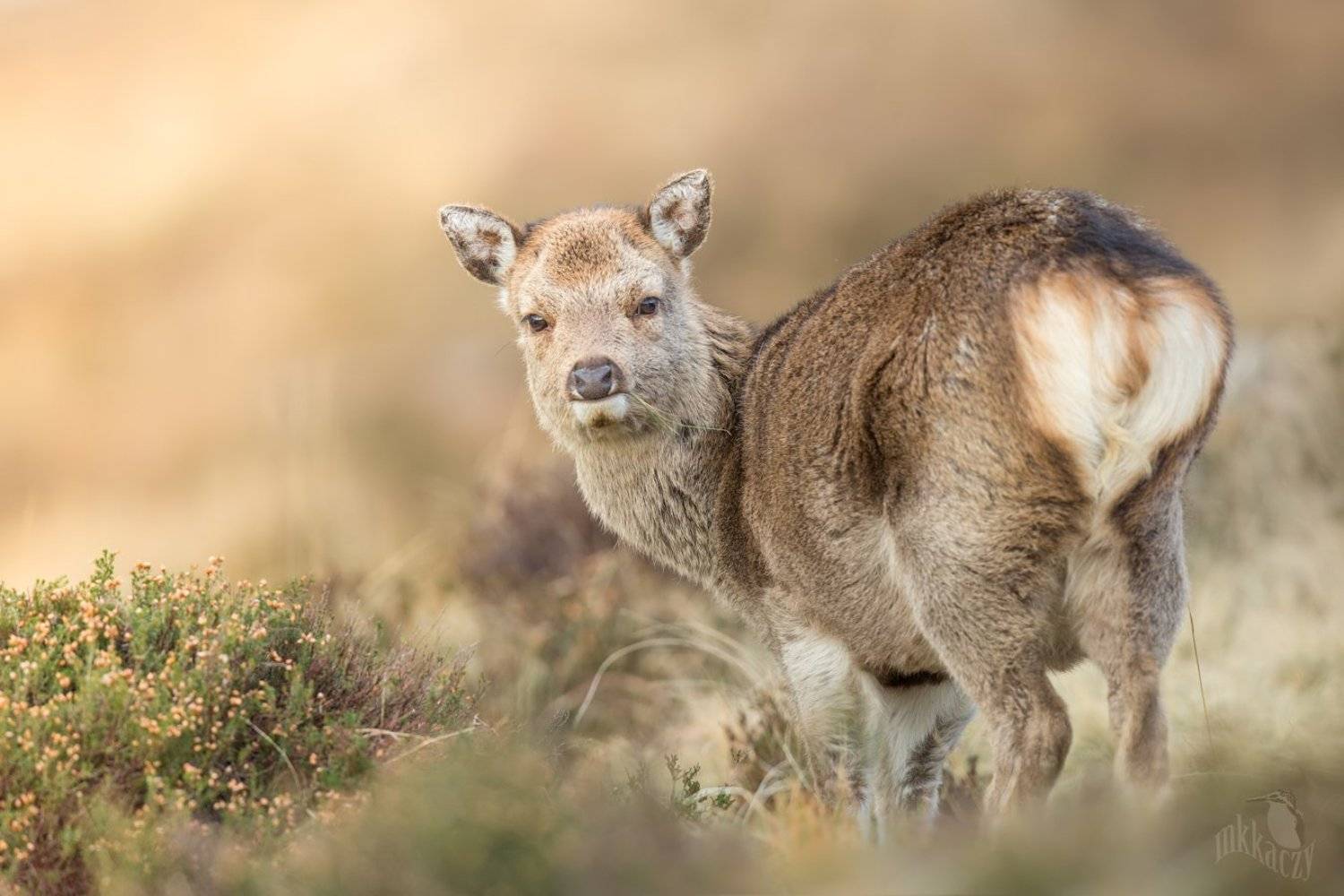 , Marcin Kaczmarkiewicz