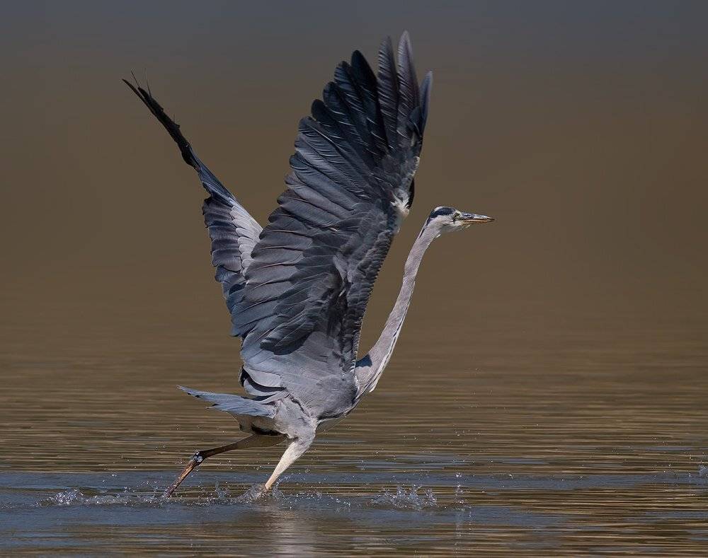 , Стефан Дянков