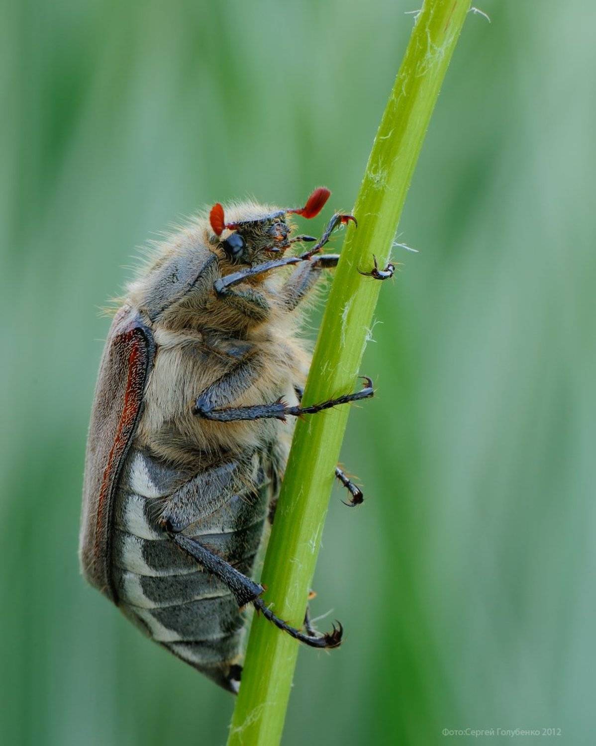 , Сергей Голубенко