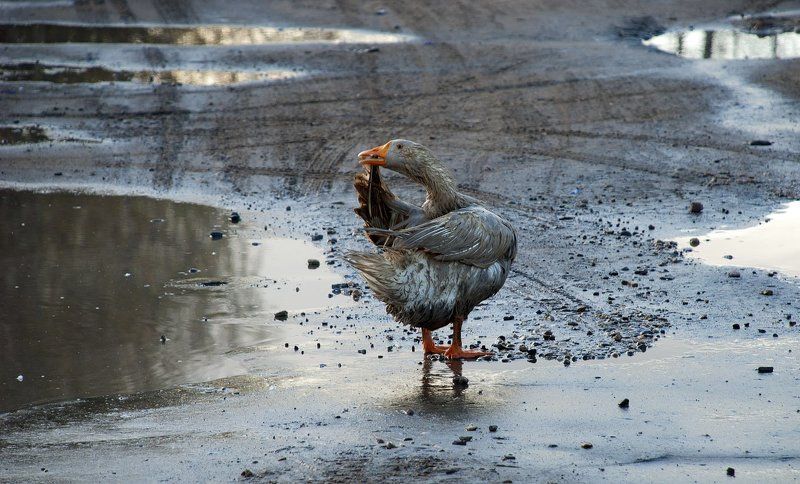 А лужа грязная была ... фото превью