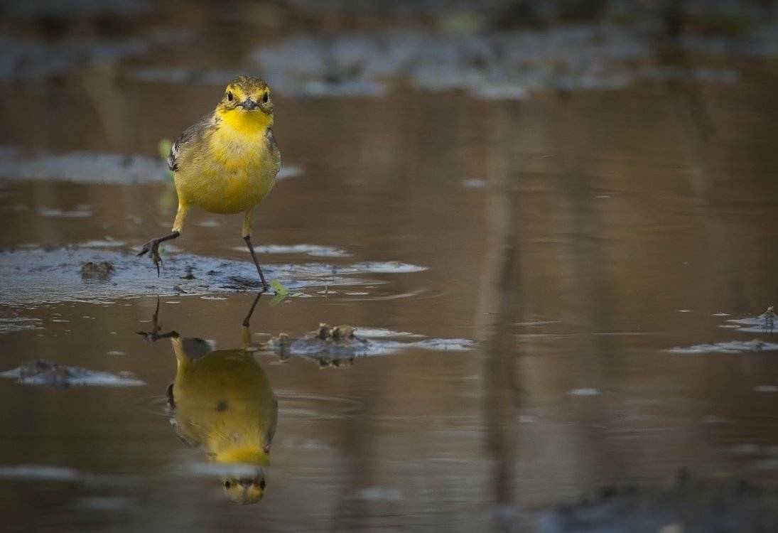 , Андрей Канышев