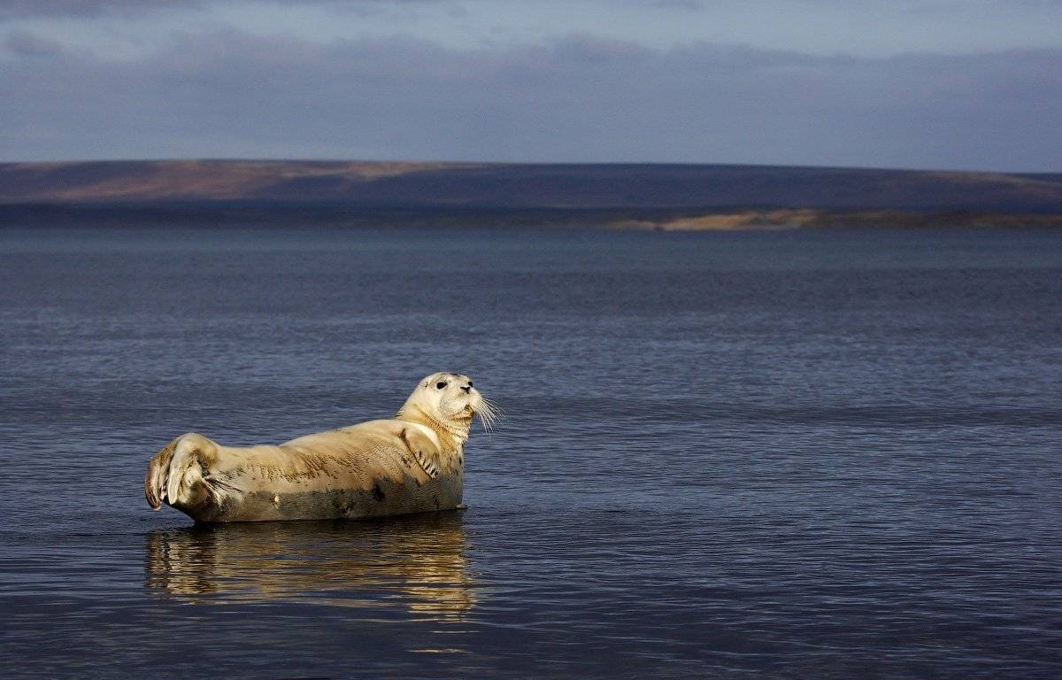 лахтак, морской заяц, остров беринга, командорские острова, тюлень, Utkin  Dmitriy