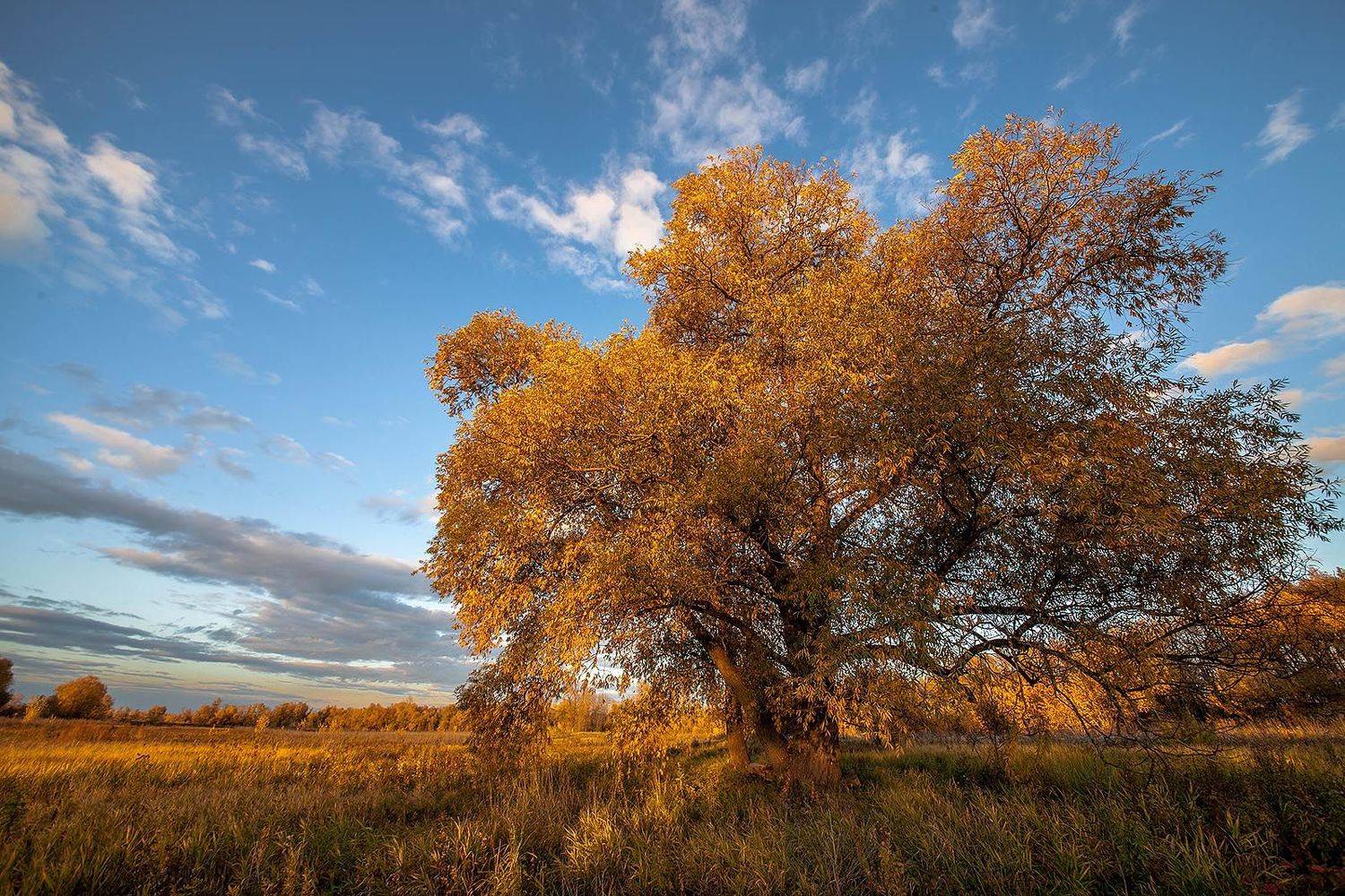 , Эбель Алексей
