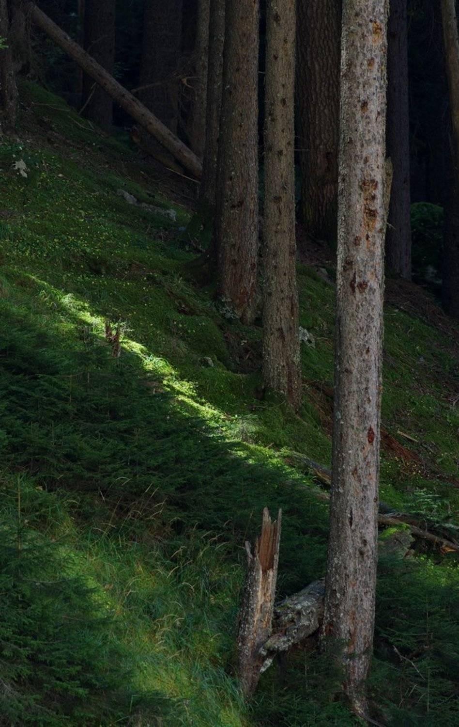 лес, деревья, чаща, Арсен Алабердов