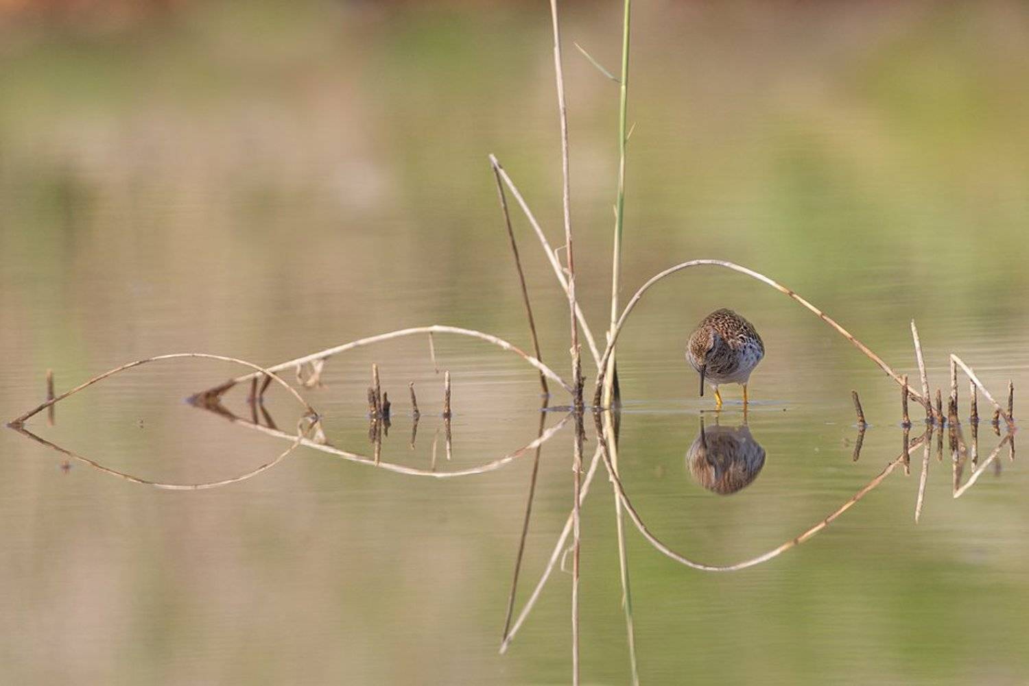 , Евгени Стефанов