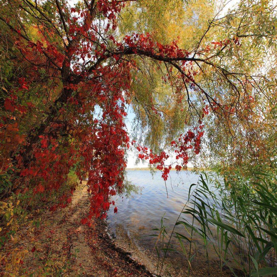 , Михаил Псарёв