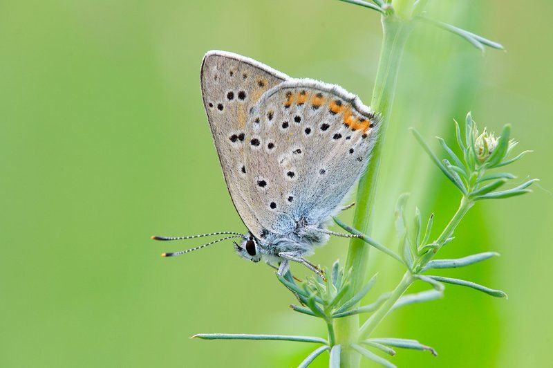 макро, бабочка, голубянка, лето Голубянка фото превью