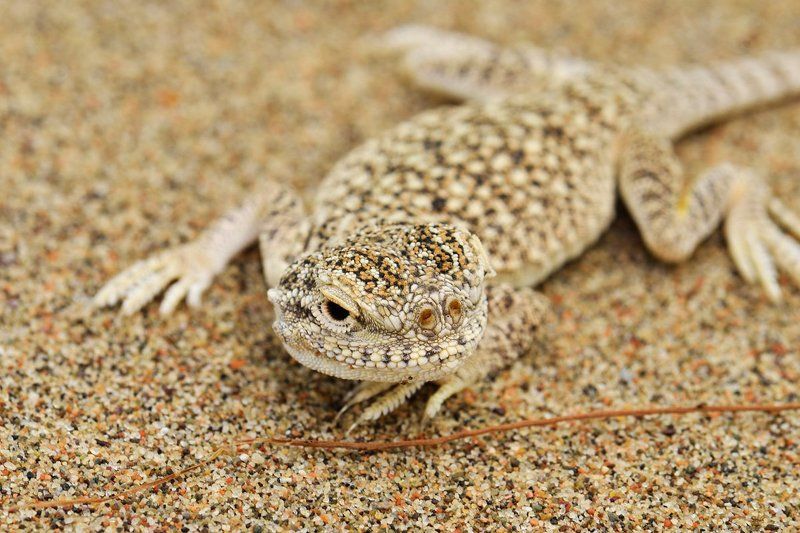 nikon, d7000, asia, kazakhstan, nature, wildlife, lizard, казахстан, природа, круглоголовка Парень в доску свой фото превью