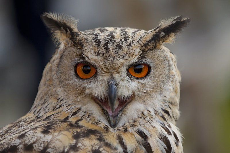 А ведь тоже хищник. фото превью