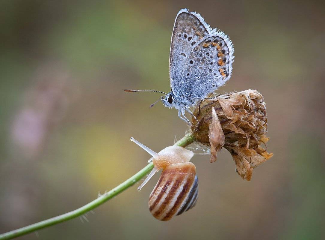 бабочка,голубянка, улитка, Андрей Канышев