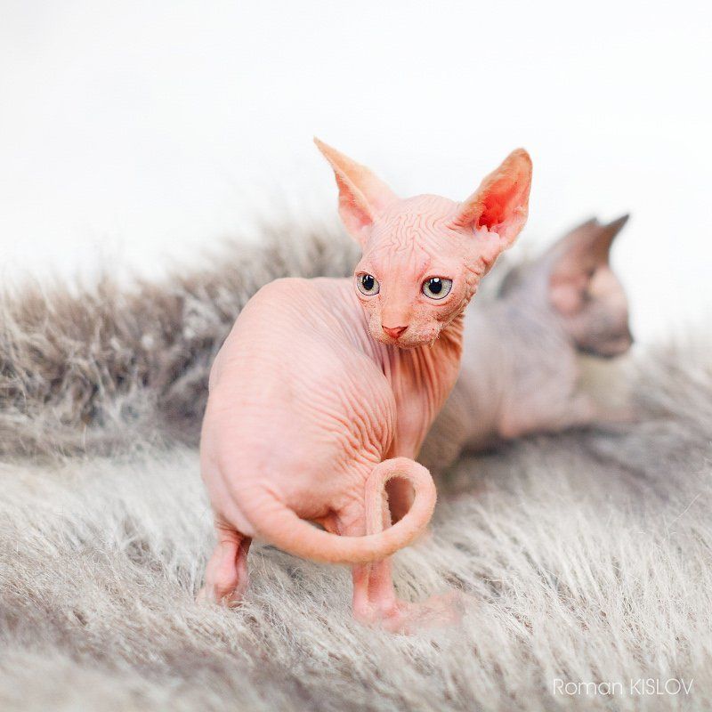 без ГМО) фото превью