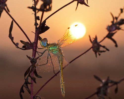Ловец солнца