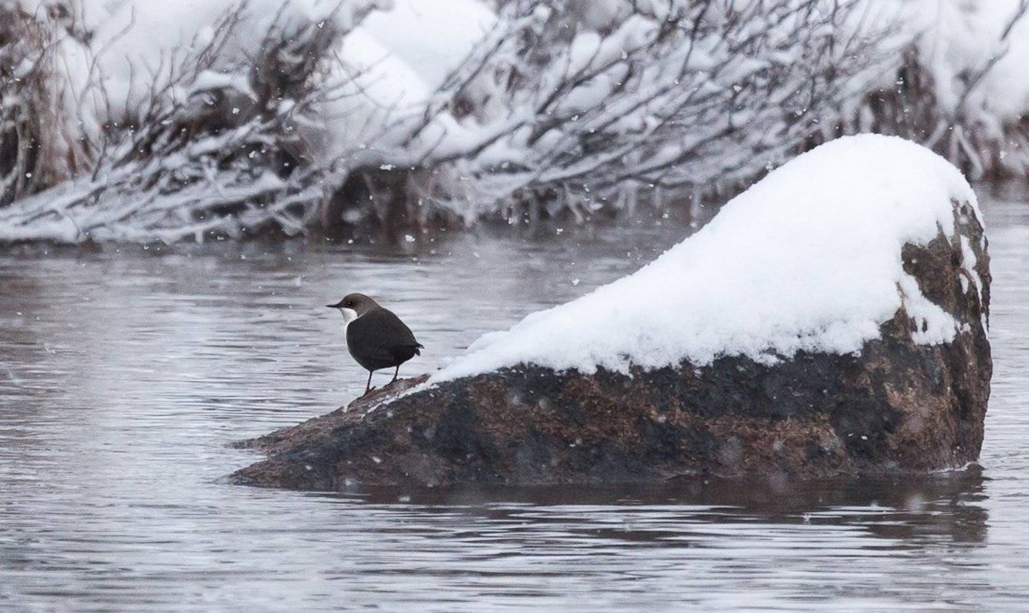 , Надежда Звягина / New Zealand