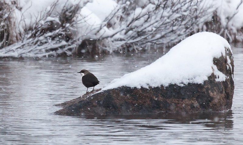 водяной воробушек фото превью