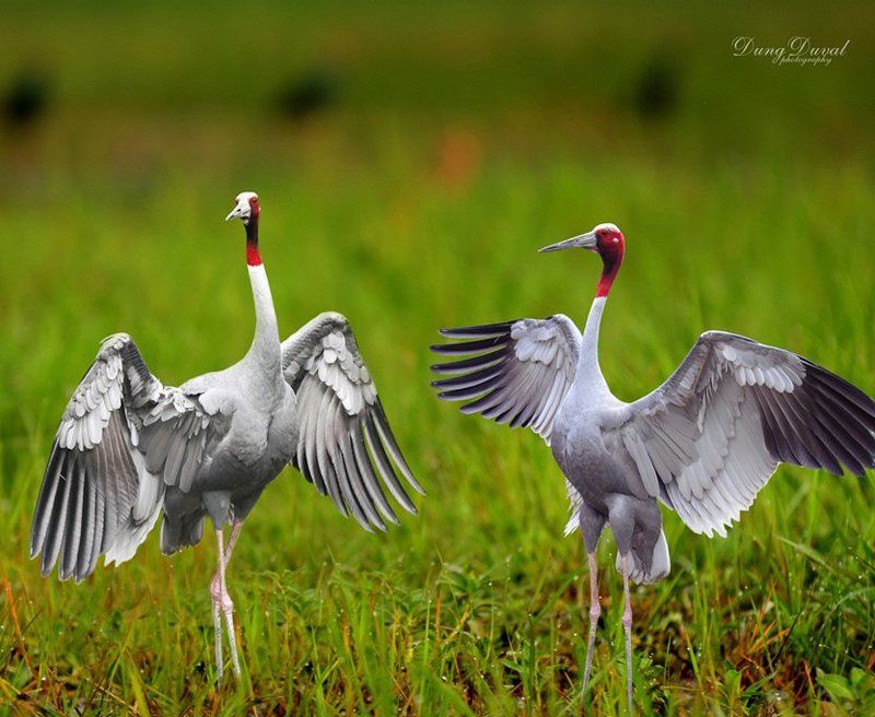 Red-headed cranes. фото превью