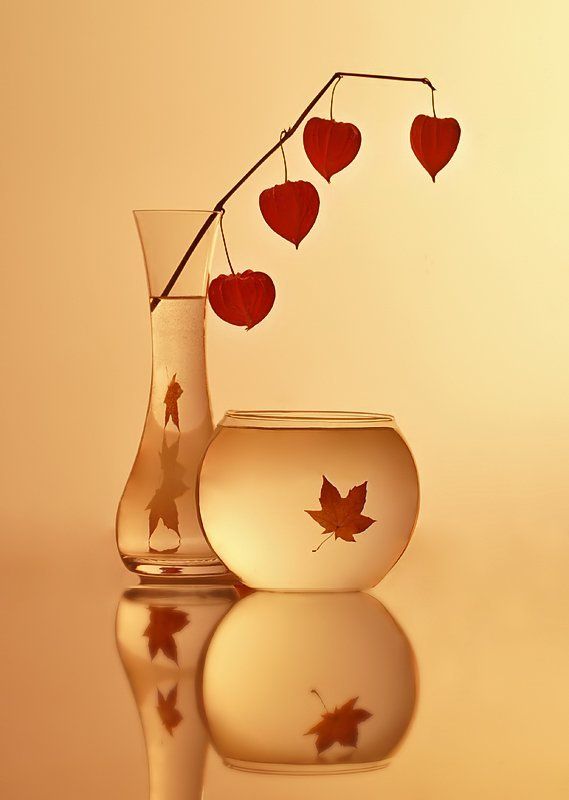 Кленовый лист осенней ночи фото превью