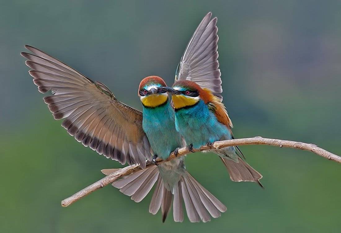 , Стефан Дянков