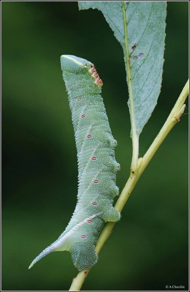 гусеница,бражник,глазчатый,ива,армения,ocellata, Александр Чувилин