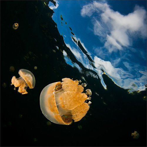 Это сладкое слово ...