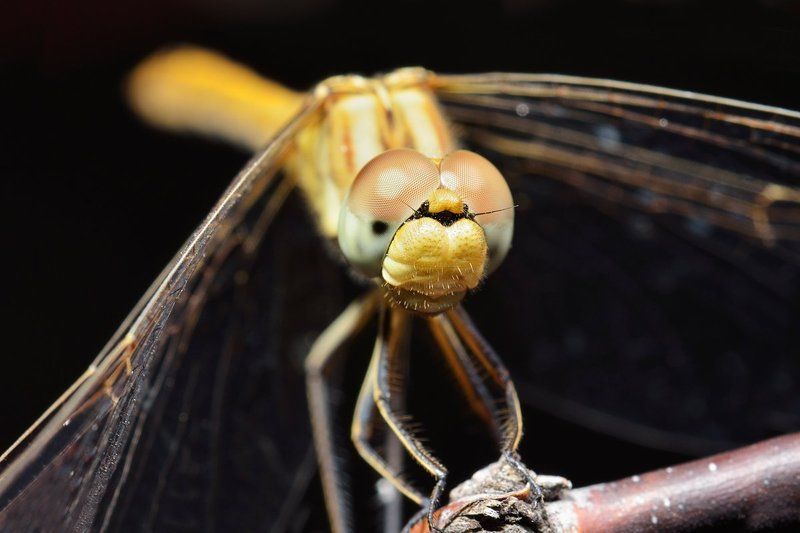 nikon, d7000, macro, kazakhstan, nature, odonata, dragonfly, казахстан, природа, макро, стрекоза Вертолетик фото превью