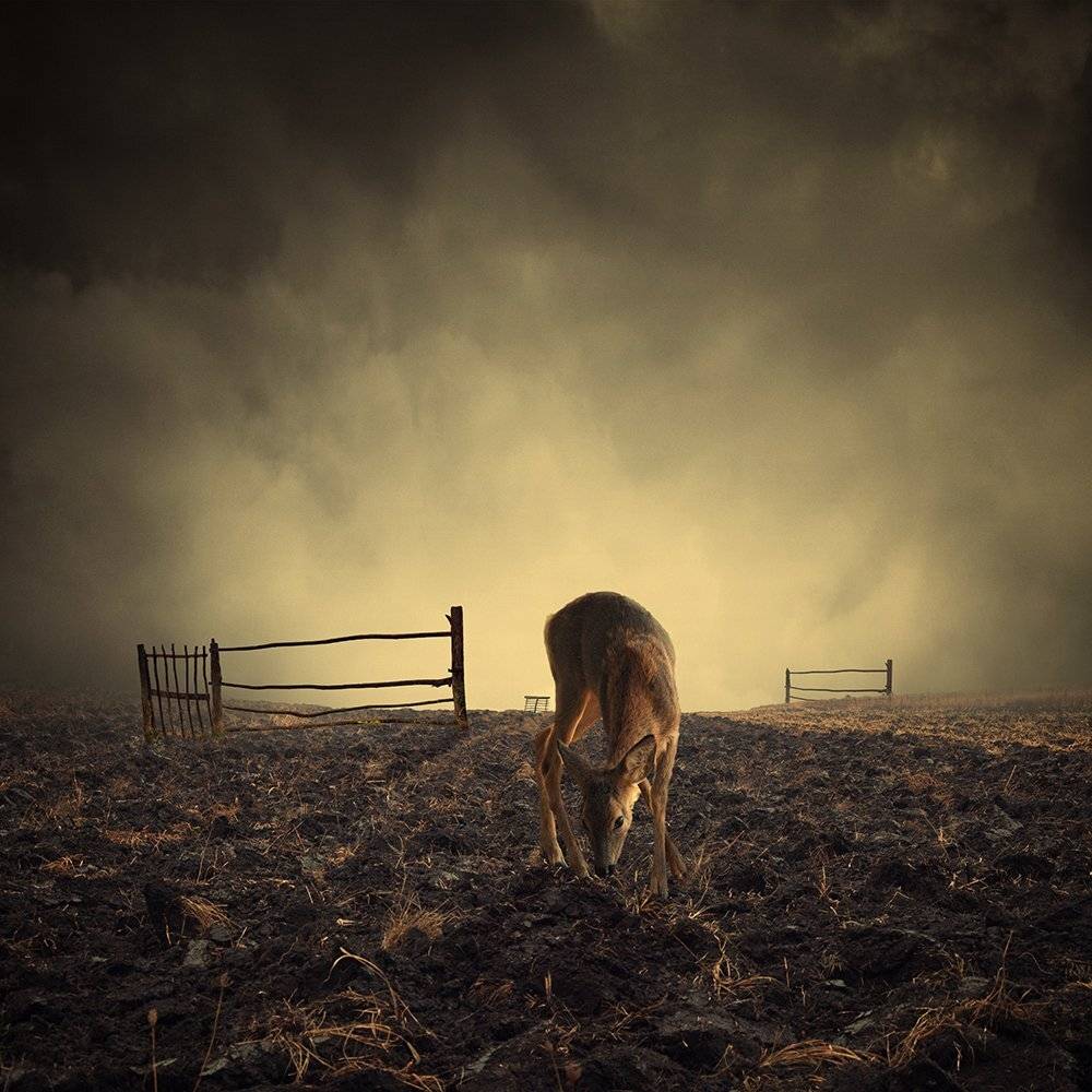 , Caras Ionut