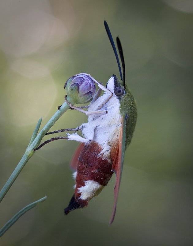 , Андрей Канышев
