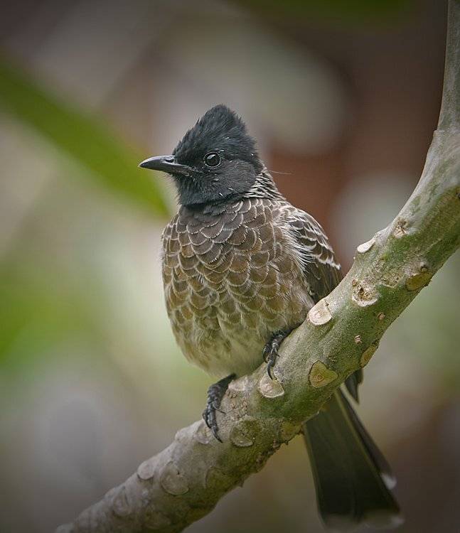 , Андрей Канышев