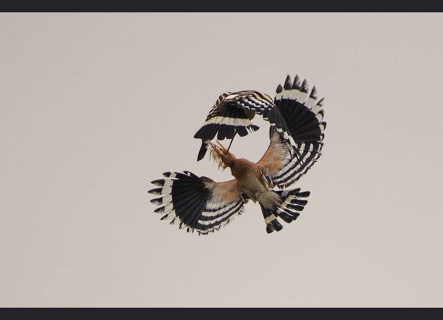 , Евгени Стефанов