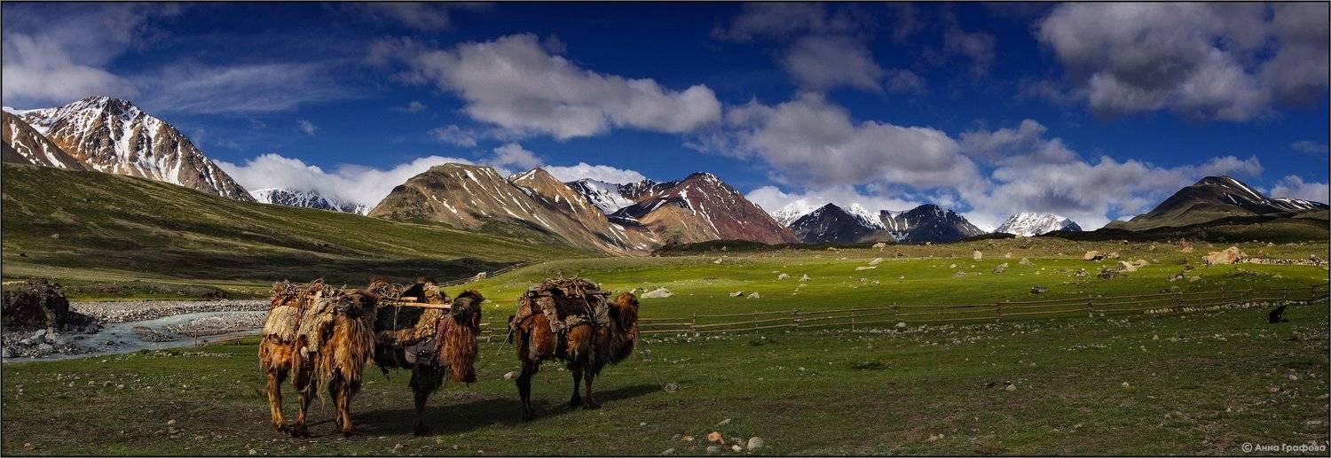 монголия, алтай, июнь, цаган-гол, алтай таван богд, base camp, верблюды, аня графова, Аня Графова