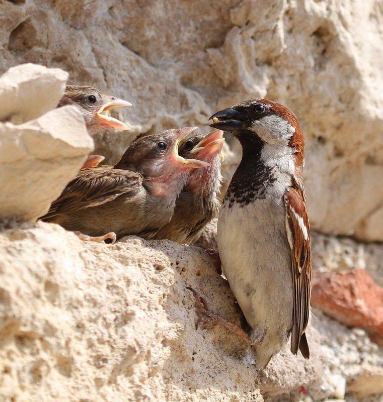 воробей, воробей полевой 4-ро с ложкой,один с крошкой фото превью