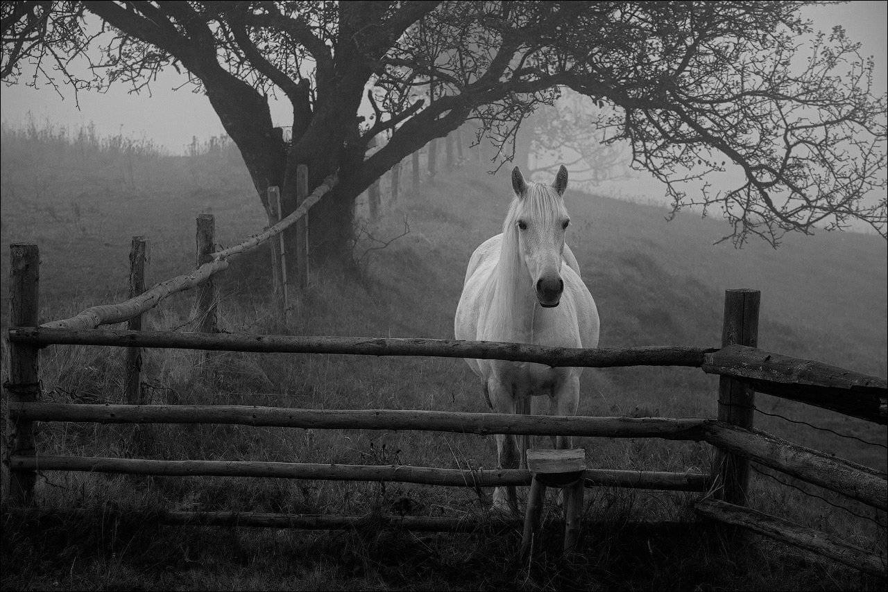 карпаты, осень, туман, лошадь, Анатолий Гордиенко