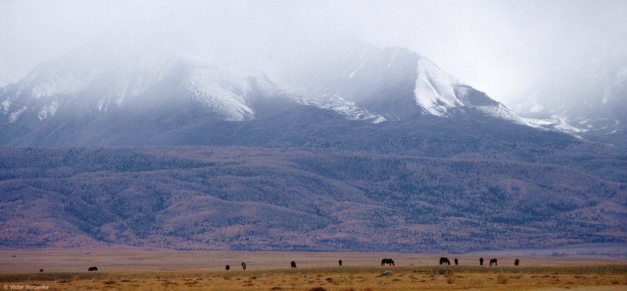 алтай, горы, курайская, степь, кони, северо-чуйский, хребет, Виктор Борзенко