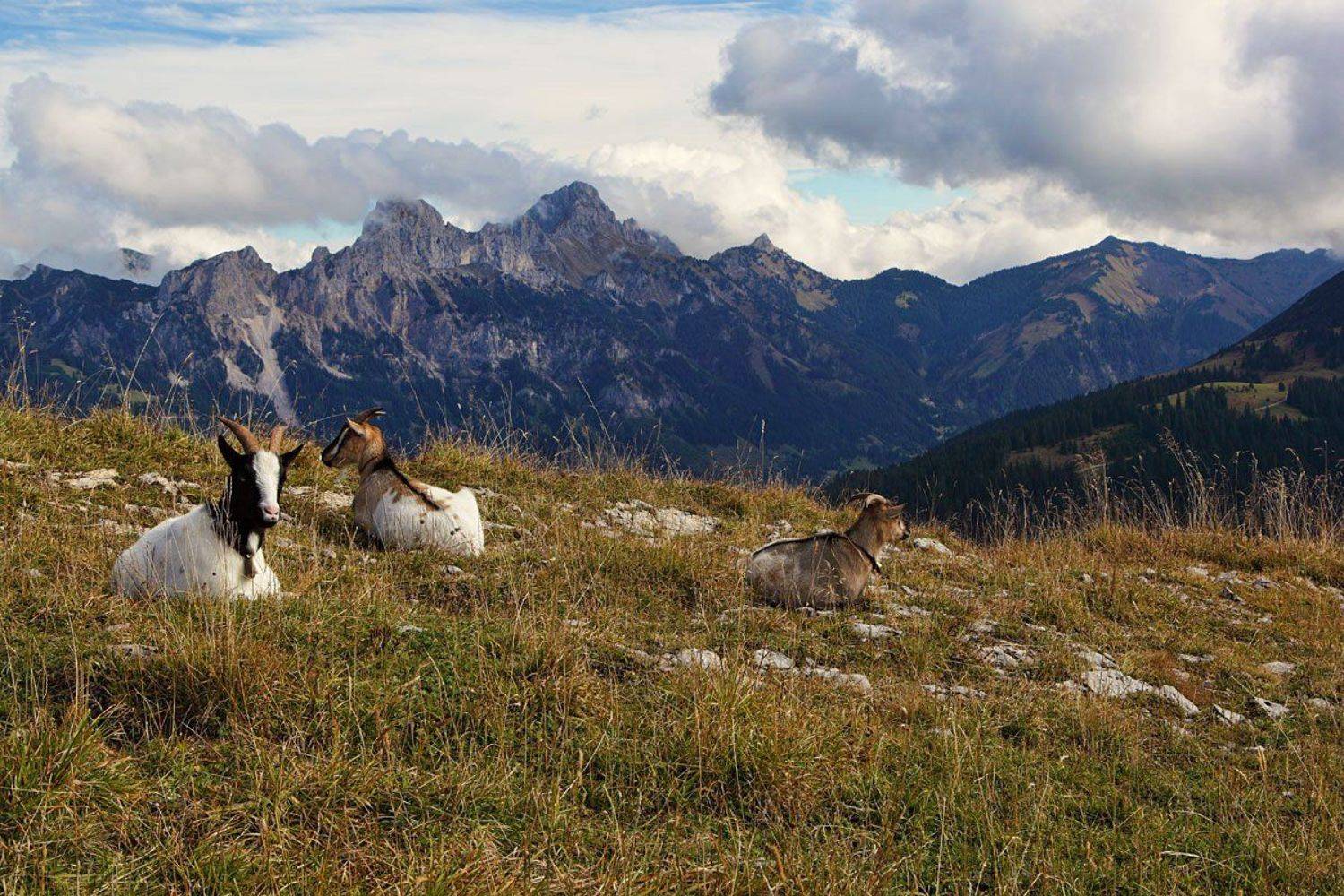 австрия, горы, козлы, Игорь Дубровский
