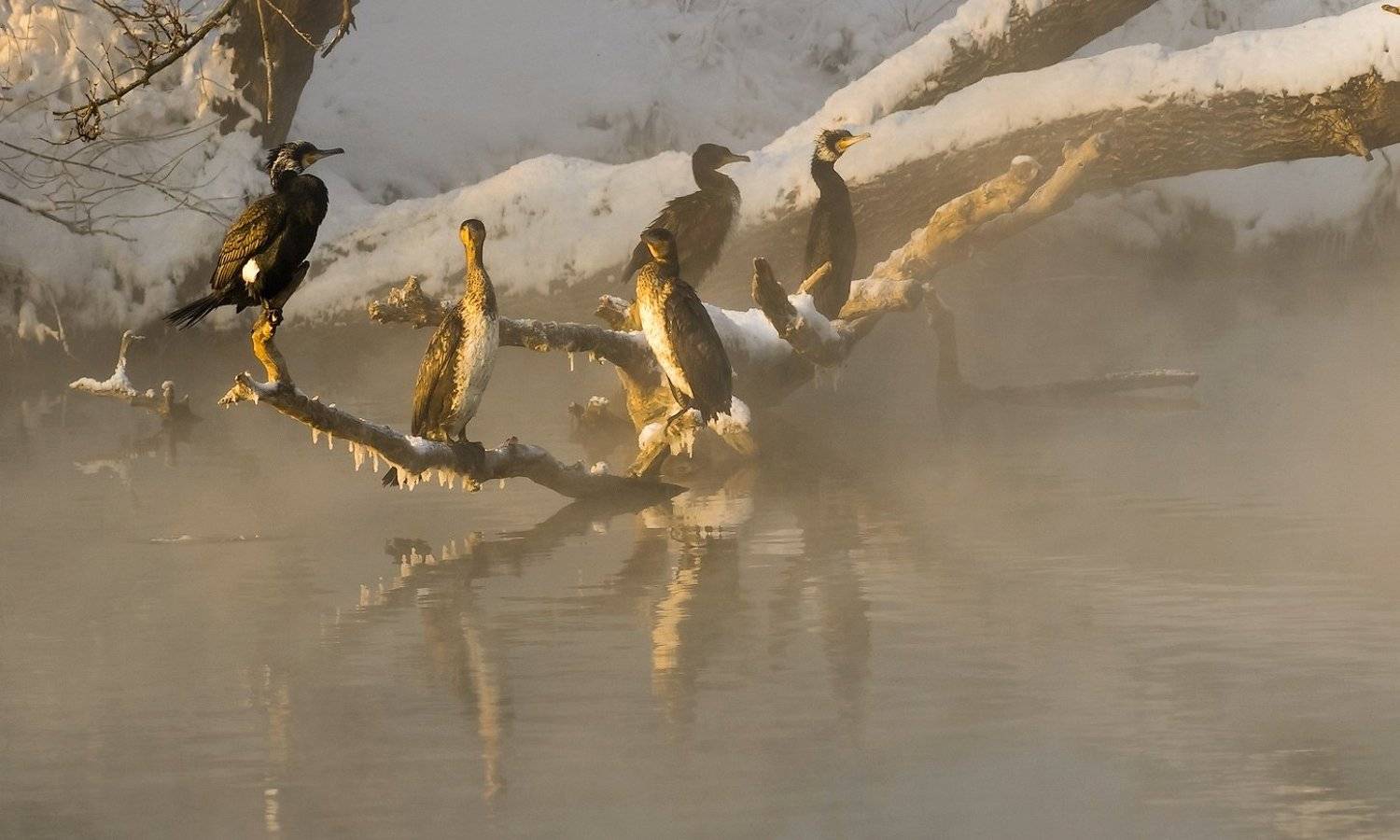 река, кубань, утро, бакланы, ФЁДОР