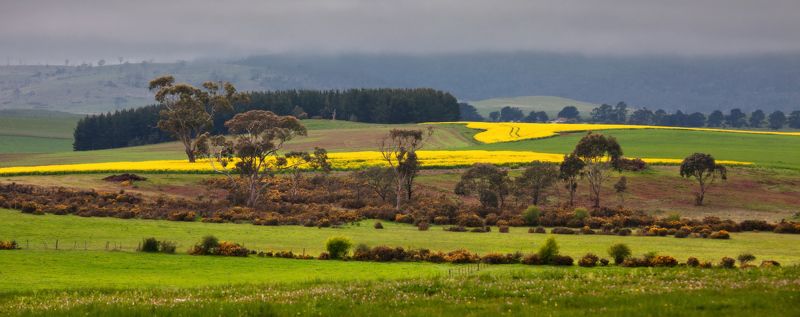 тасмания Ой, цветет канола фото превью