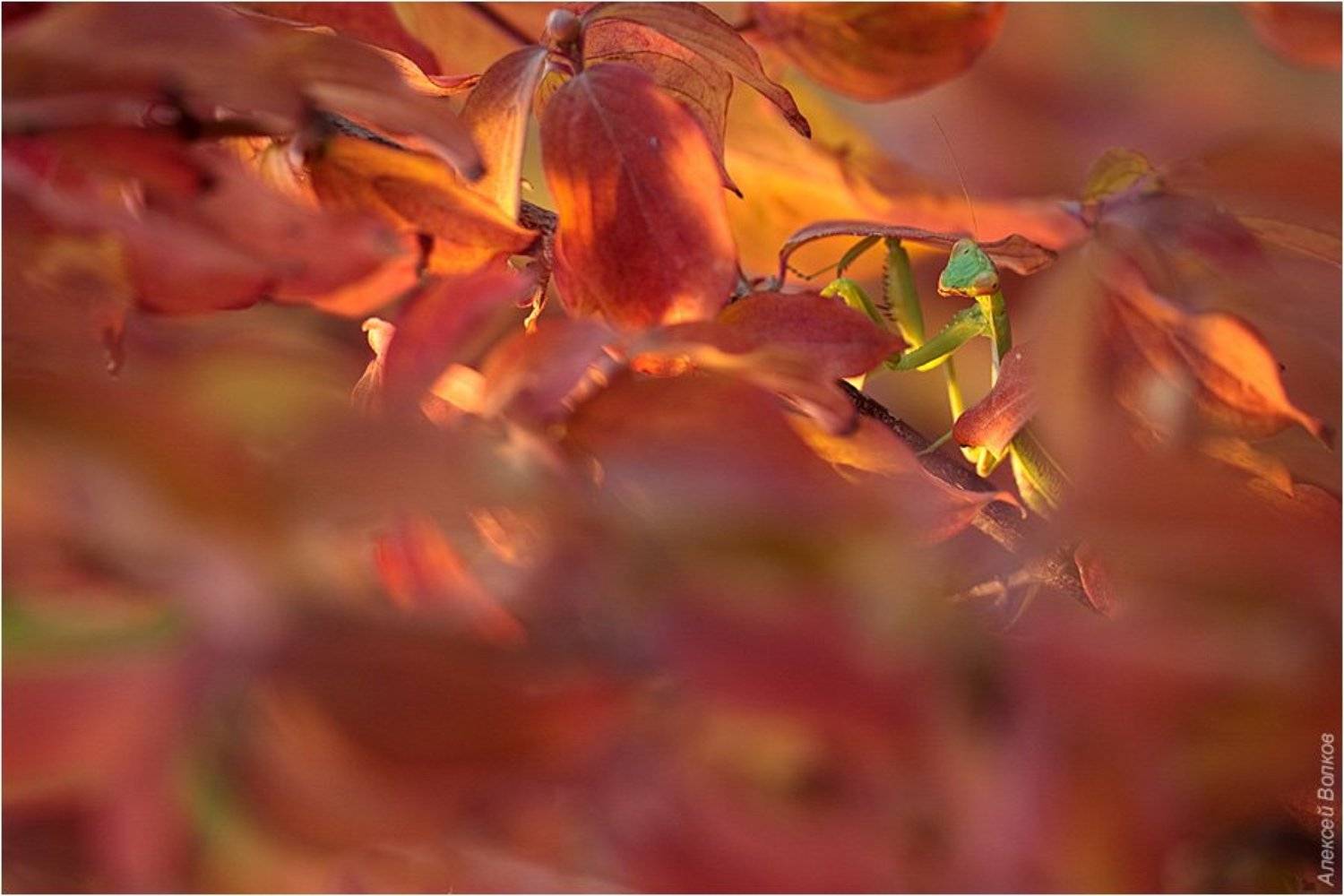 богомол, осень, скумпия, Алексей Волков